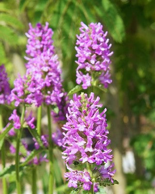 Violet Catmint Flower seeds for Planting - Pollinator Friendly, Heirloom & GMO Free Seeds for Home Garden