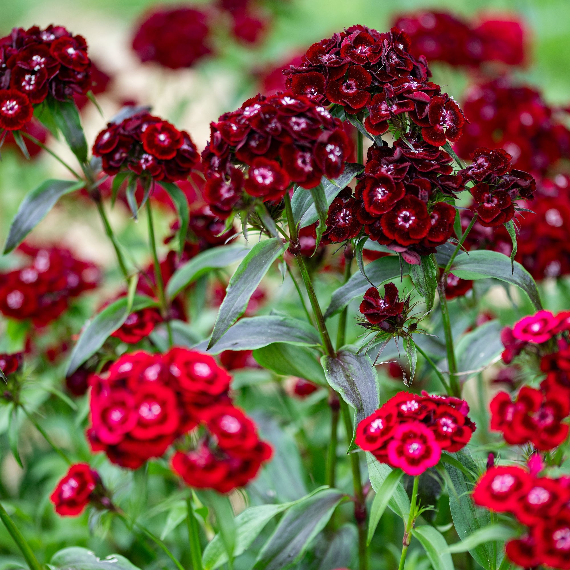 Maroon William Dianthus Seeds for Planting | Vibrant Annual Flower Seeds