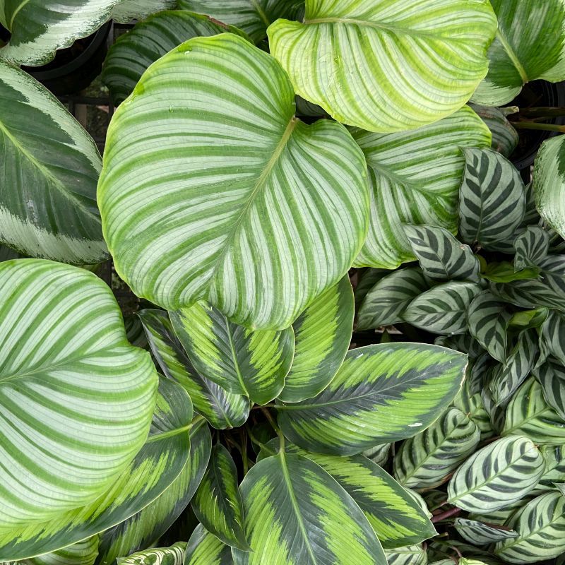 Mixed Calathea Flower seeds for Planting - Drought Tolerant, Heirloom & GMO Free Seeds for Home Garden