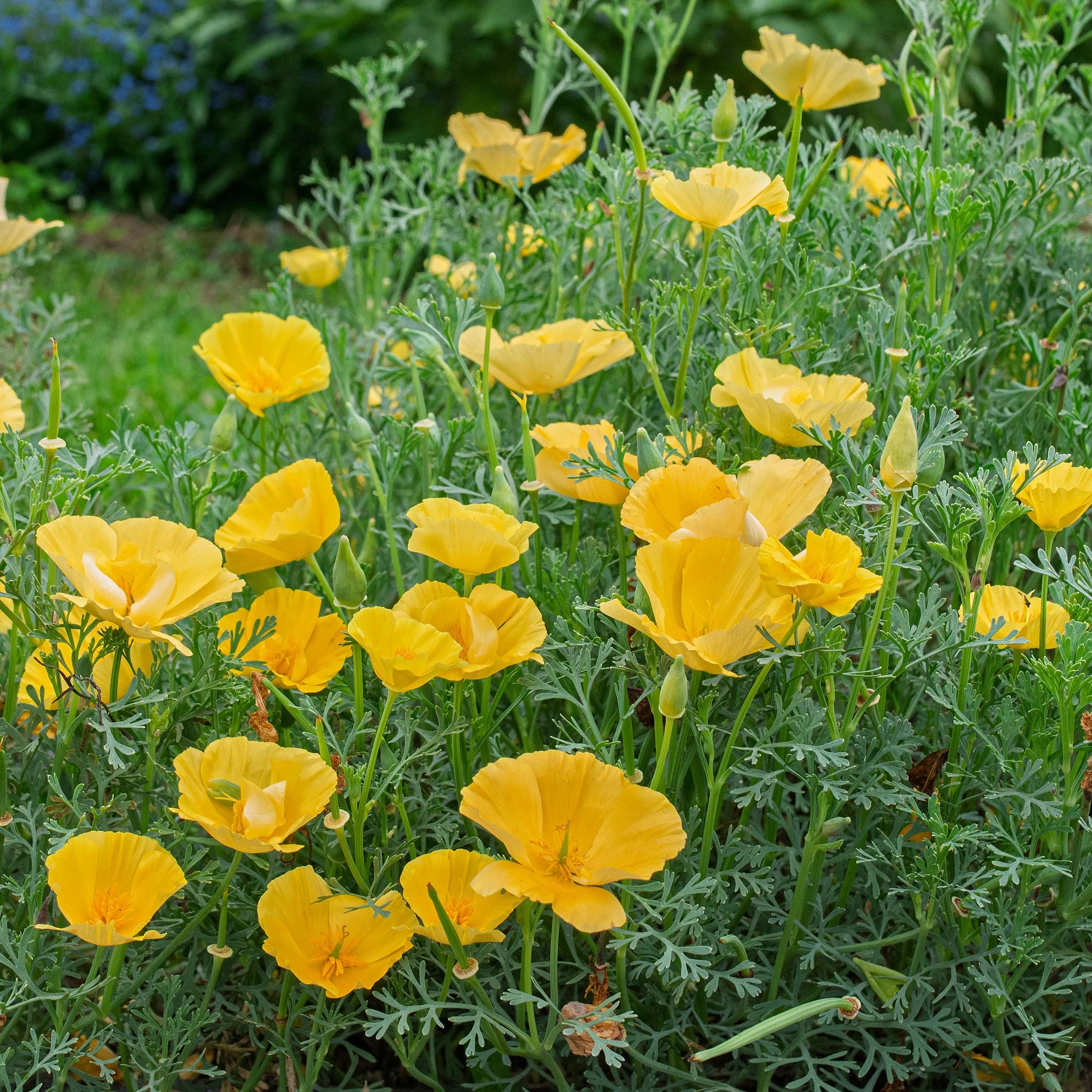 Cali Flower seeds for Planting - Wildflower Mix, Heirloom & GMO Free Seeds for Home Garden