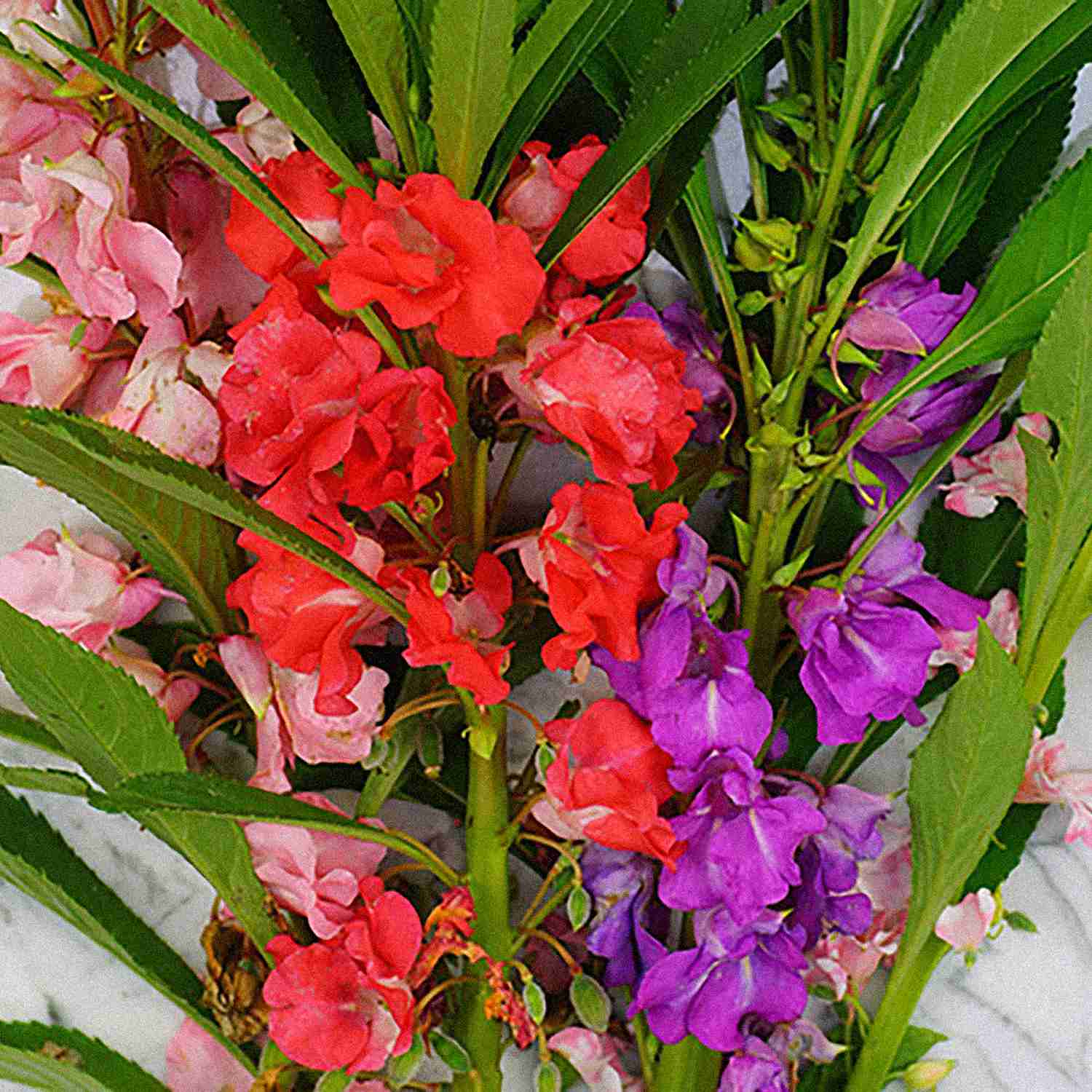Colorful Balsam Flower Planting Seeds  Easy Spring Garden Annuals - Evergrowseeds