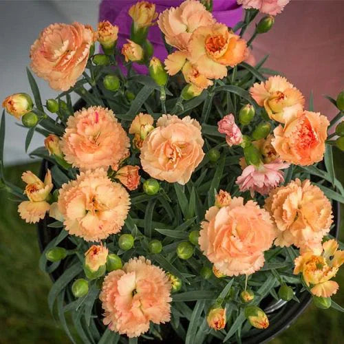 Light Orange Carnation Flower seeds for Planting - Wildflower Mix, Heirloom & GMO Free Seeds for Home Garden