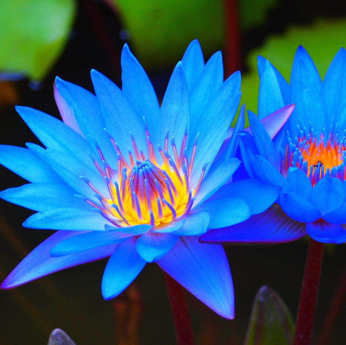 Light Blue Epiphyllum Flower seeds for Planting - Sun Loving, Heirloom & GMO Free Seeds for Home Garden