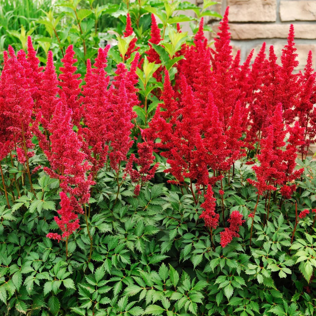 Red Astilbe Flower Seeds for Planting Perfect for Borders Heirloom & GMO Free Seeds for Home Garden
 
 Sale