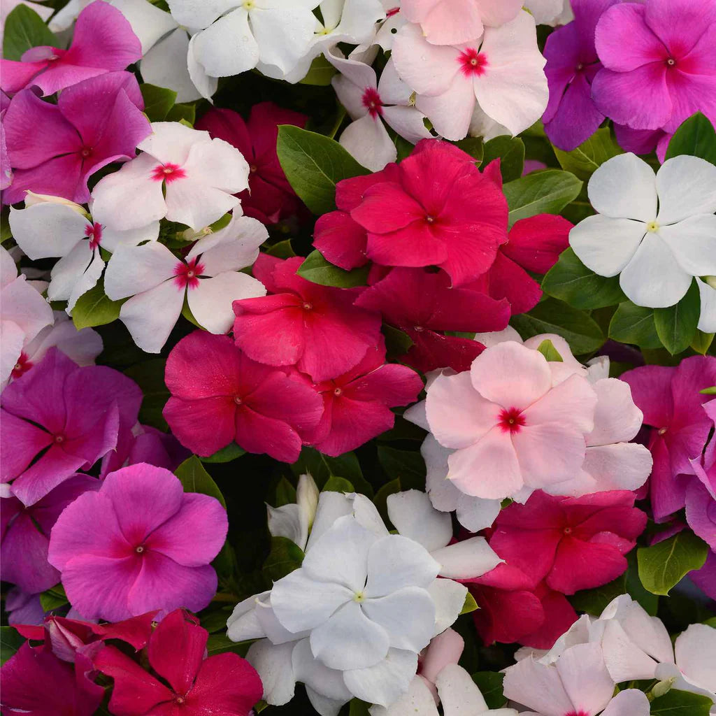 Purple Vinca Flower seeds for Planting - Compact Growth, Heirloom & GMO Free Seeds for Home Garden