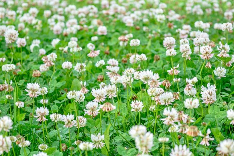 White Trifolium Repens Flower seeds for Planting - Seasonal Bloomer, Heirloom & GMO Free Seeds for Home Garden