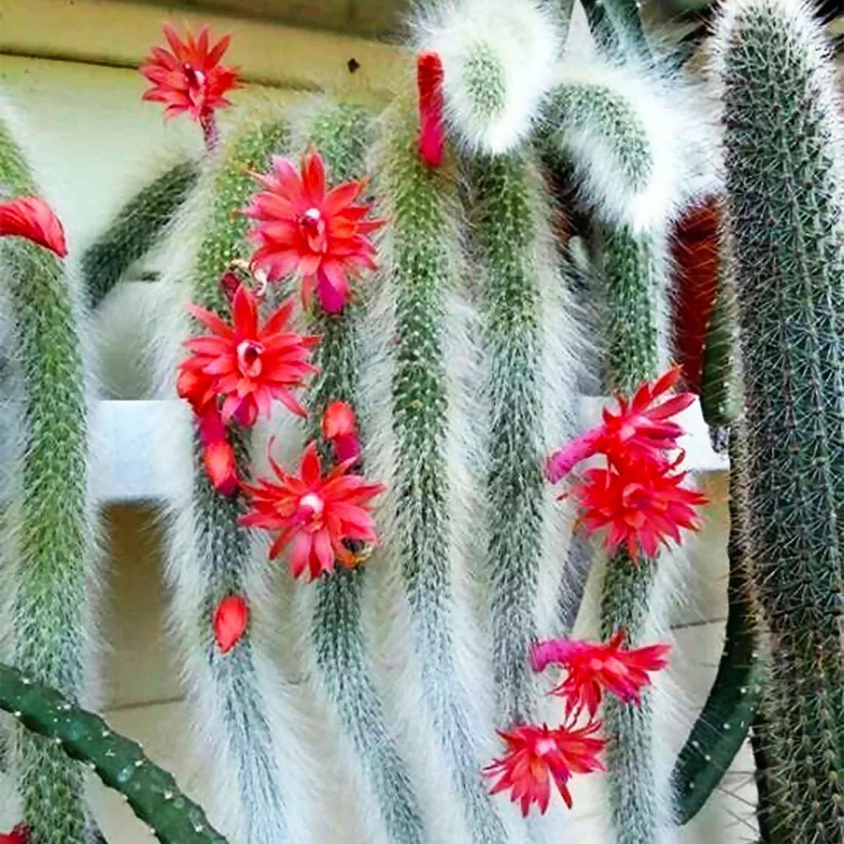 Fresh Monkey Tail Flower seeds for Planting - Vibrant Colors, Heirloom & GMO Free Seeds for Home Garden
 
 Sale seeds for planting in home garden