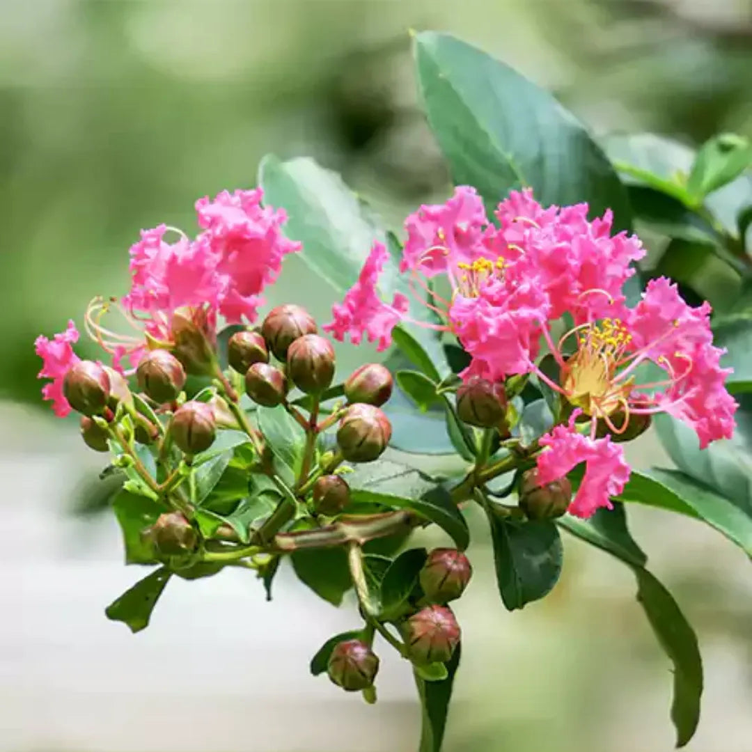 Pink Crape Myrtle Flower seeds for Planting - Garden Favorite, Heirloom & GMO Free Seeds for Home Garden
 
 Sale seeds for home garden