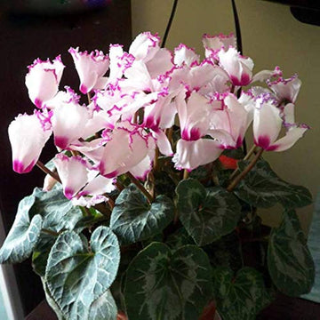Purple White Cyclamen Flower seeds for Planting - Easy to Grow, Heirloom & GMO Free Seeds for Home Garden
 
 Sale seeds for planting in home garden
