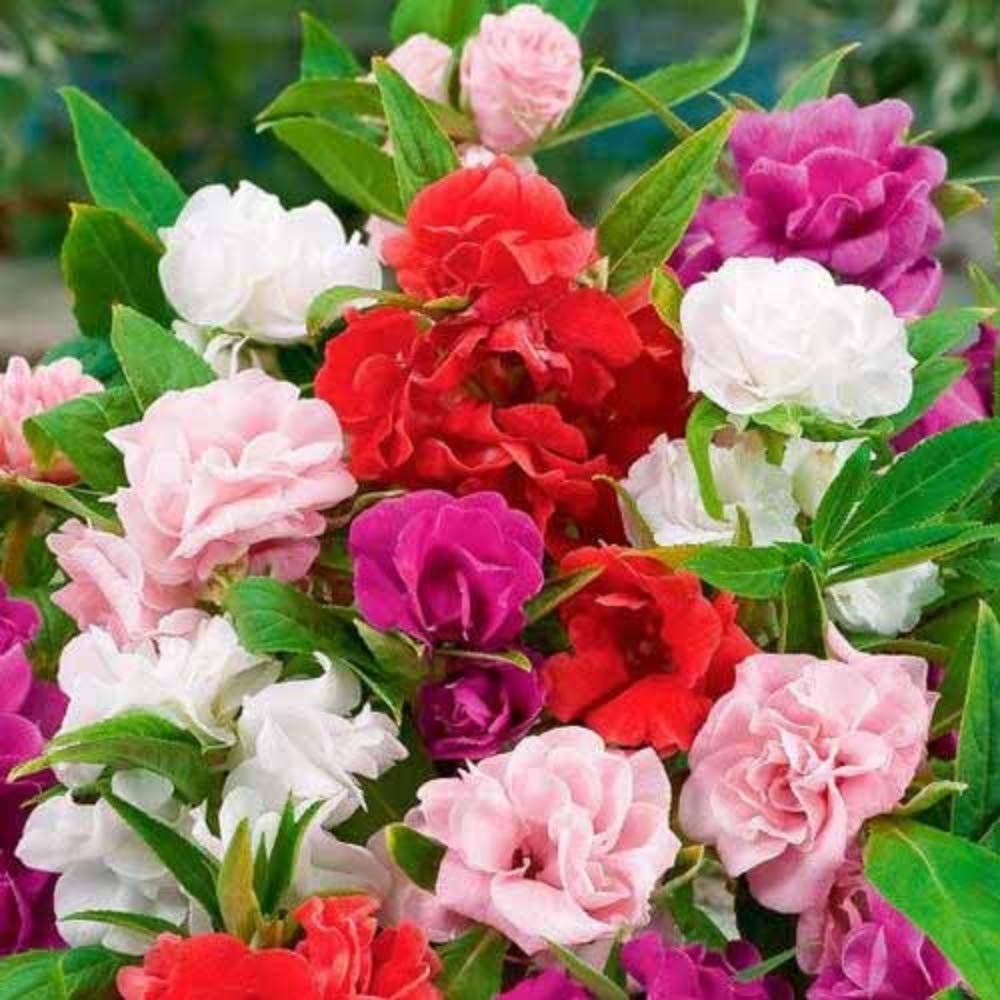 Camellia Impatiens Flower seeds for Planting Garden Favorite Heirloom & GMO Free Seeds for Home Garden 
 
 Sale seeds for home garden planting