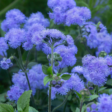 Ageratum Flower seeds for Planting Fragrant Blossoms Heirloom & GMO Free Seeds for Home Garden 
 
 Sale for planting in home garden