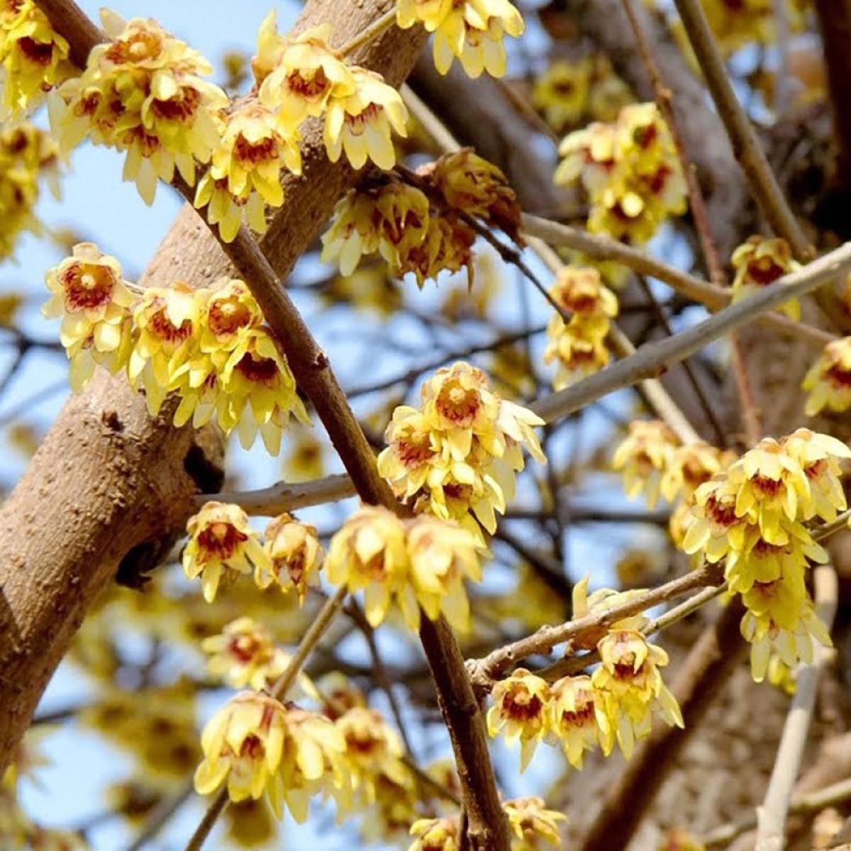 Red Chimonanthus Flower seeds for Planting - Cottage Garden Essential, Heirloom & GMO Free Seeds for Home Garden
 
 Sale seeds for home garden