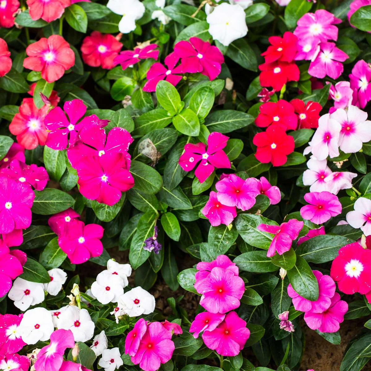 Mixed Vinca Flower seeds for Planting - Garden Favorite, Heirloom & GMO Free Seeds for Home Garden
 
 Sale seeds for planting in home garden