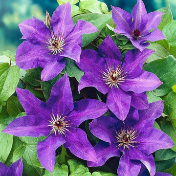 Purple Clematis Flower seeds for Planting - Bright Blooms, Heirloom & GMO Free Seeds for Home Garden
 
 Sale seeds for home garden