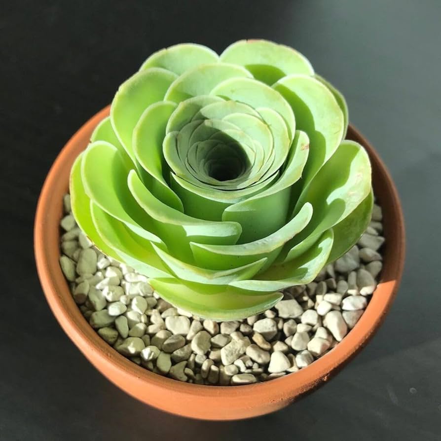 Canary Aeonium Flower seeds for Planting Pollinator Friendly Heirloom & GMO Free Seeds for Home Garden 
 
 Sale for planting in home garden