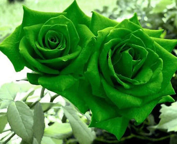Green Dragon Rose Flower seeds for Planting - Low Maintenance, Heirloom & GMO Free Seeds for Home Garden
 
 Sale seeds for planting in home garden