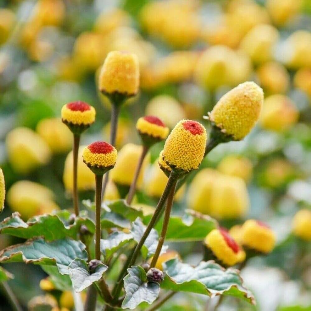 Acmella Oleracea Flower seeds for Planting - Cut Flower Favorite, Heirloom & GMO Free Seeds for Home Garden
 
 Sale seeds for home garden