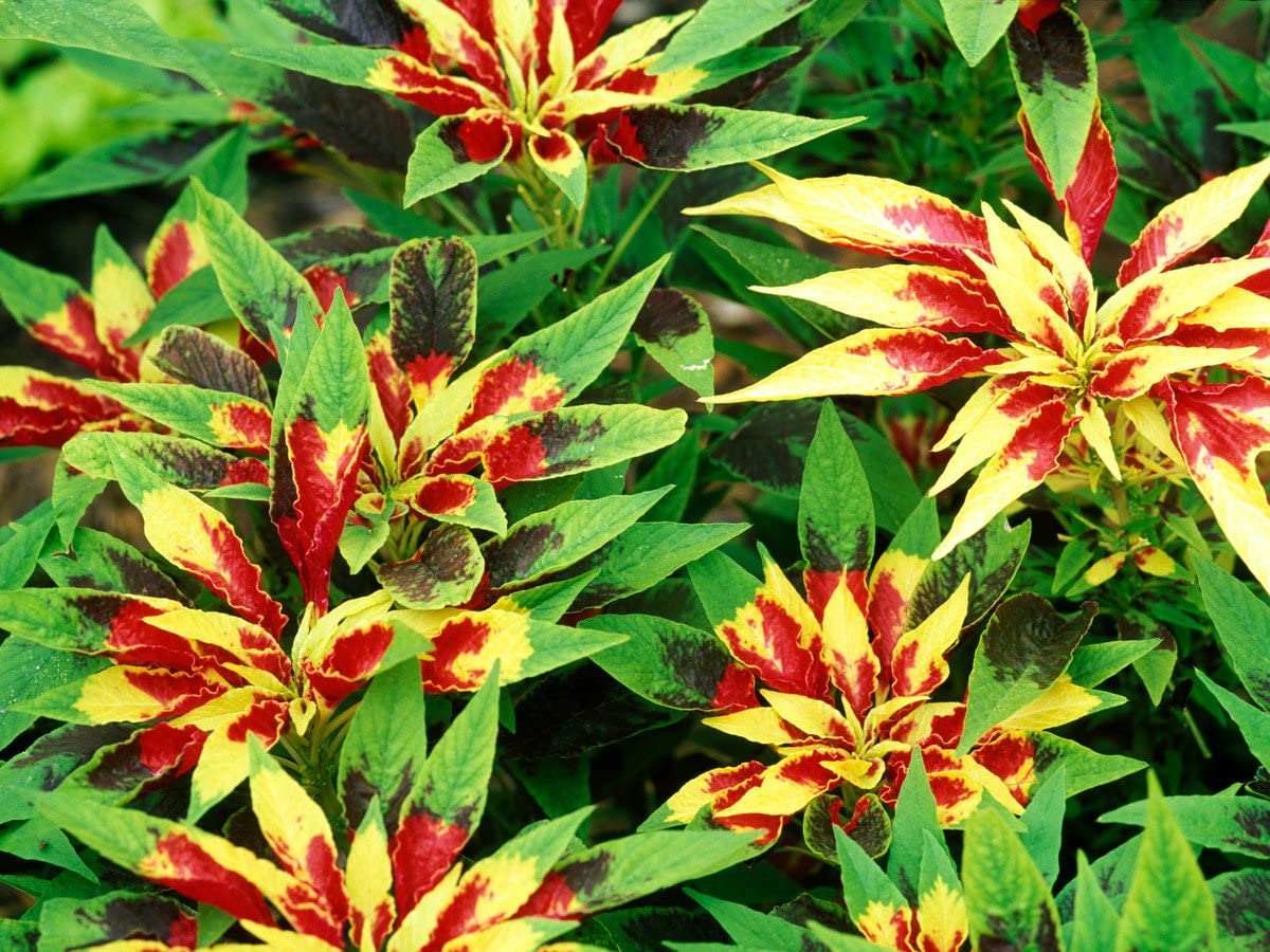 Red Yellow Poinsettia Flower seeds for Planting - Premium Quality, Heirloom & GMO Free Seeds for Home Garden
 
 Sale seeds for planting in home garden