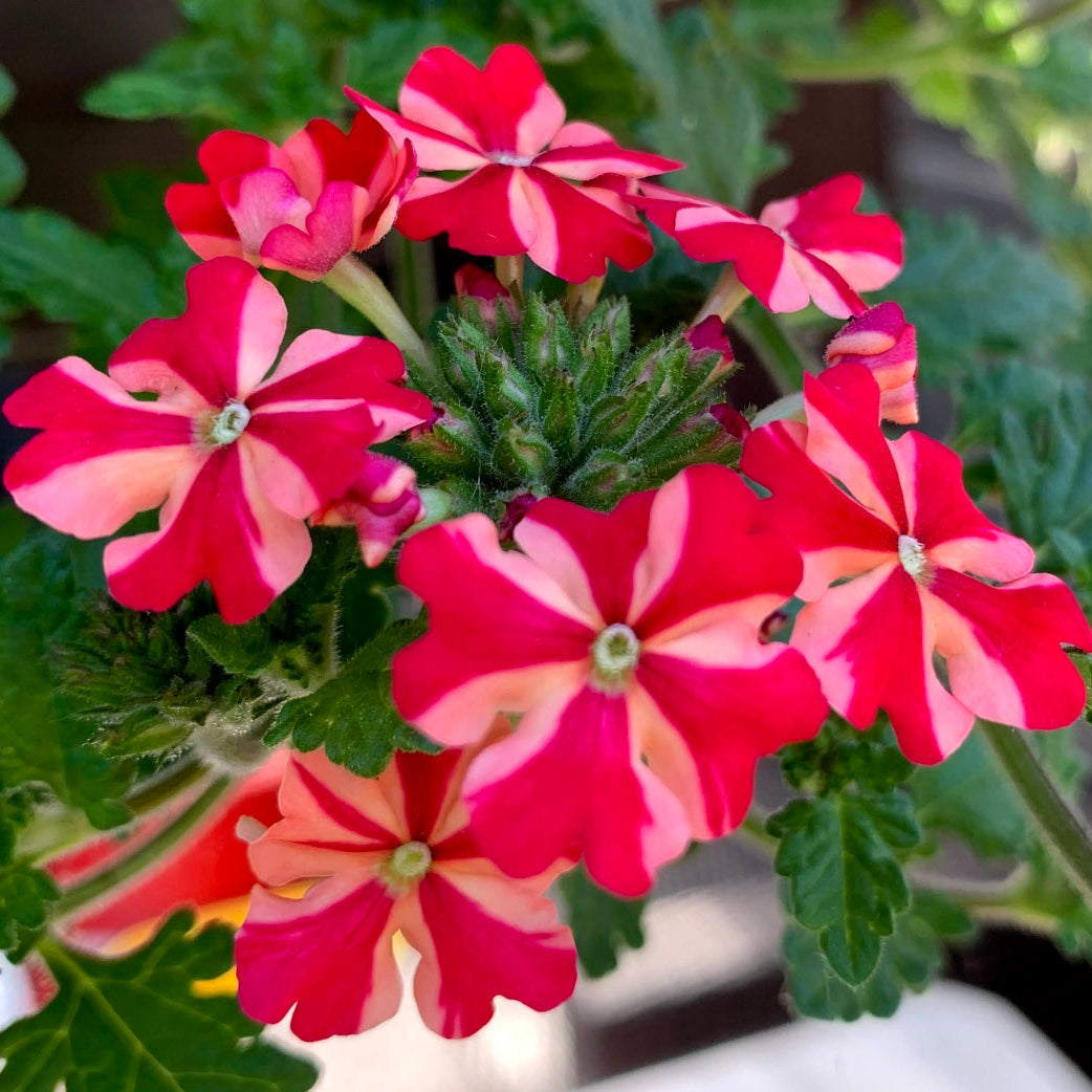 Stripe Verbena Flower seeds for Planting - Wildflower Mix, Heirloom & GMO Free Seeds for Home Garden
 
 Sale seeds for planting in home garden