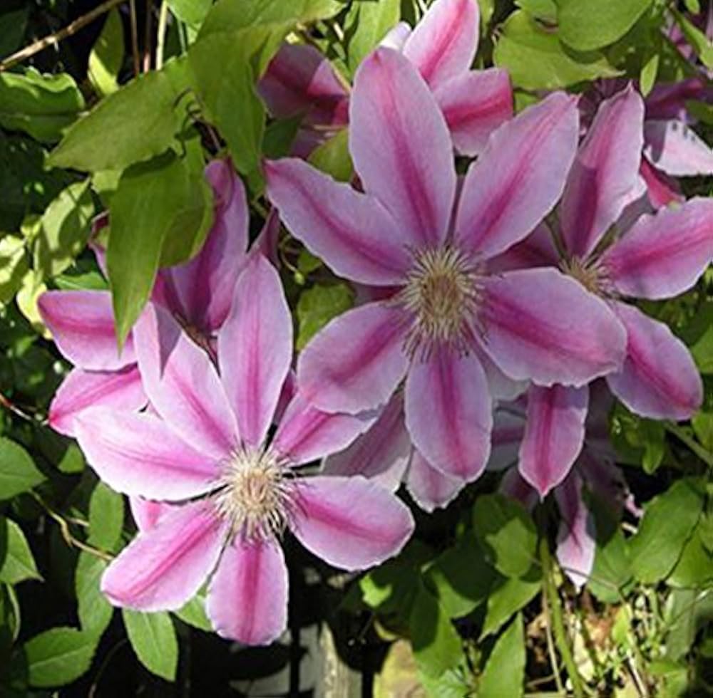Clematis Purple Flower seeds for Planting - Wildflower Mix, Heirloom & GMO Free Seeds for Home Garden
 
 Sale seeds for planting in home garden