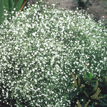 White Gyposophila Elegans Flower seeds for Planting - Fragrant Blossoms, Heirloom & GMO Free Seeds for Home Garden
 
 Sale seeds for planting in home garden