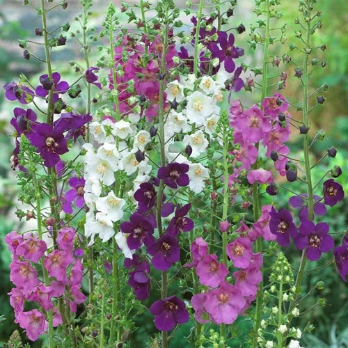 Oxtail Verbascum Flower seeds for Planting Premium Quality Heirloom & GMO Free Seeds for Home Garden 
 
 Sale for planting in home garden