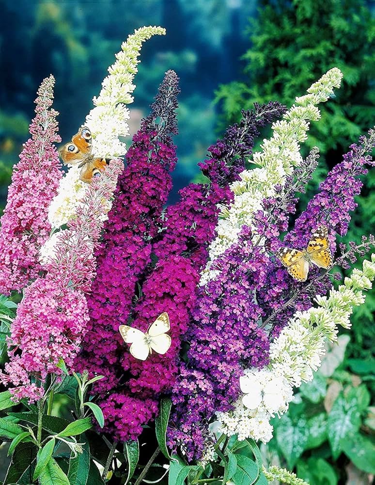 Mix Buddleia Flower seeds for Planting - Bright Blooms, Heirloom & GMO Free Seeds for Home Garden
 
 Sale seeds for planting in home garden