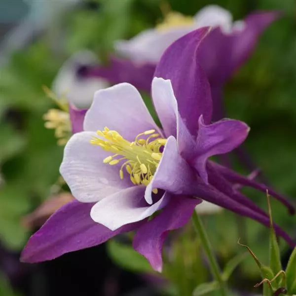 Purple White Aquilegia Flower seeds for Planting - Easy to Grow, Heirloom & GMO Free Seeds for Home Garden
 
 Sale seeds for planting in home garden