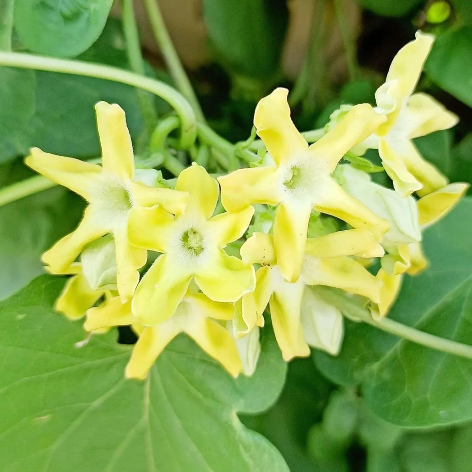Telosma Cordata Flower Seeds for Planting - Premium Seeds for Vibrant Blooms