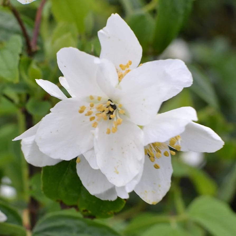White Philadelphus Coronarius Seeds for Planting - Fragrant Mock Orange Blooms