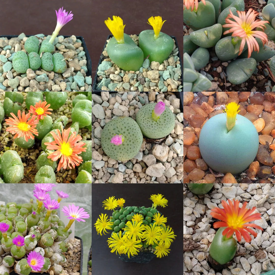 Mixed Conophytum Flower seeds for Planting - Perfect for Borders, Heirloom & GMO Free Seeds for Home Garden