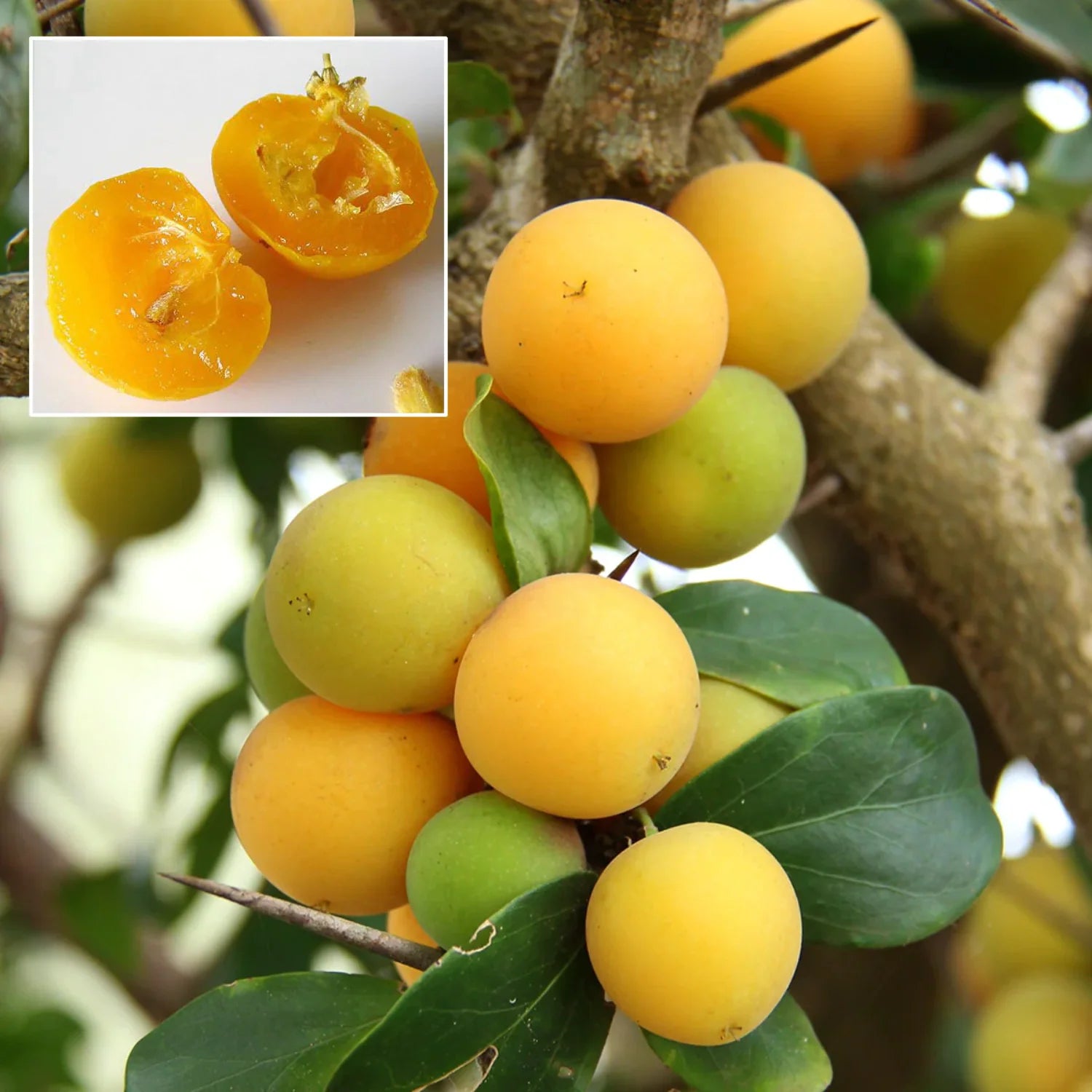 Kaffir Plum Dovyalis caffra fruit seed from Evergrowseeds for planting, showing the seed in close-up detail.
