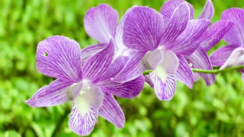 White Violet Cymbidium Flower Planting - Seeds for Thriving Blossoms in Your Garden