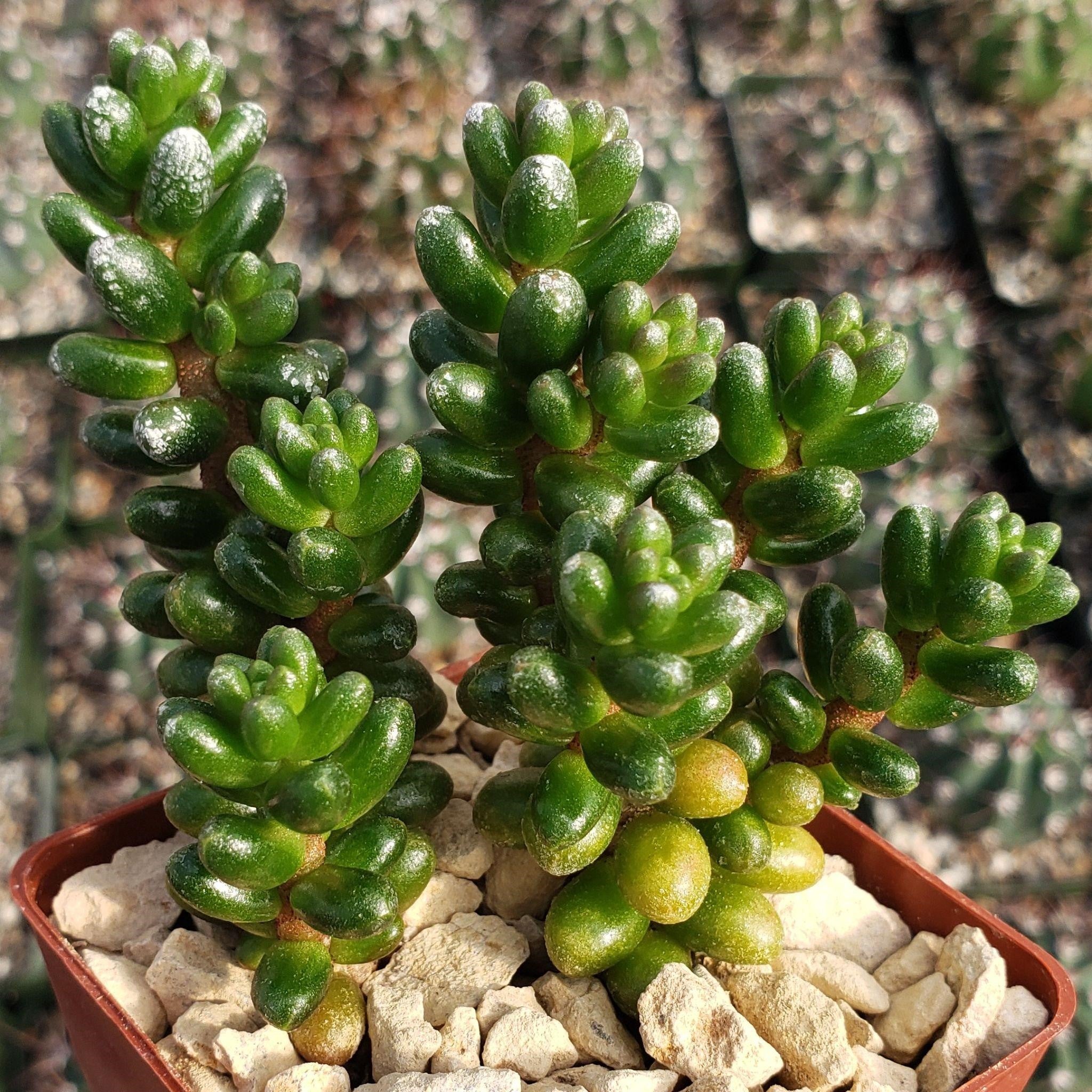 Stonecrop Succulent Plant Planting Seeds