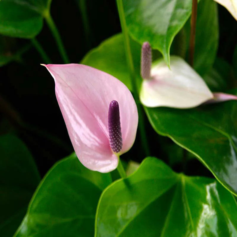 Violet Anthurium Flower Seeds for Planting Cut Flower Favorite Heirloom & GMO Free Seeds for Home Garden
 
 Sale