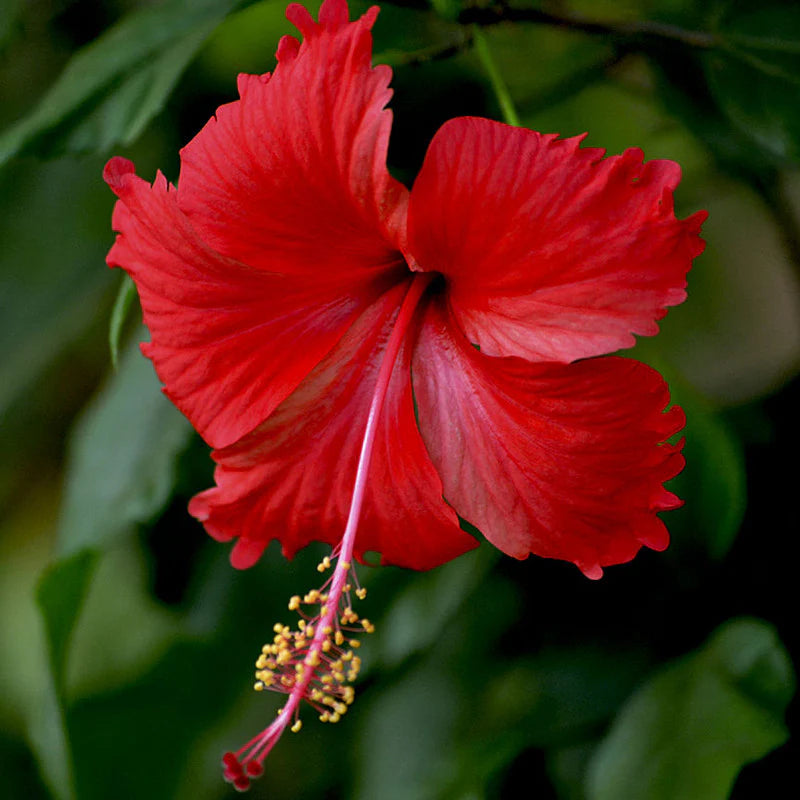 Hibiscus Burgundy Flower seeds for Planting - Sun Loving, Heirloom & GMO Free Seeds for Home Garden