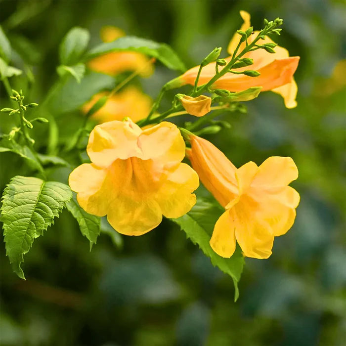 Yellow Madia Flower seeds for Planting - Shade Tolerant, Heirloom & GMO Free Seeds for Home Garden