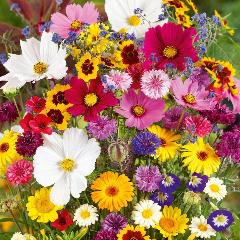 Meadow Flower seeds for Planting - Wildflower Mix, Heirloom & GMO Free Seeds for Home Garden