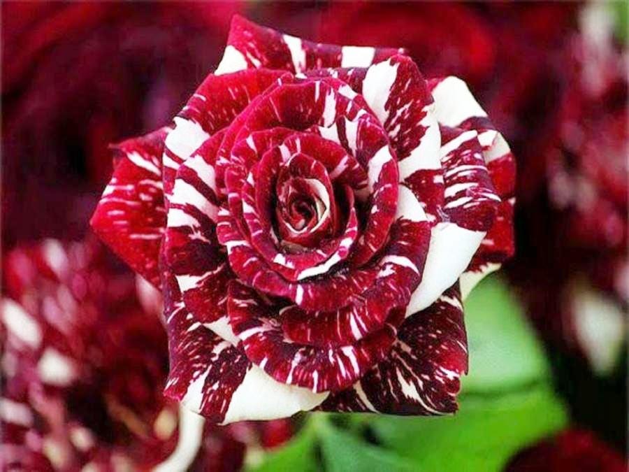 Rare Deep Red and White Osiria Ruby Rose Flower seeds for Planting - Shade Tolerant, Heirloom & GMO Free Seeds for Home