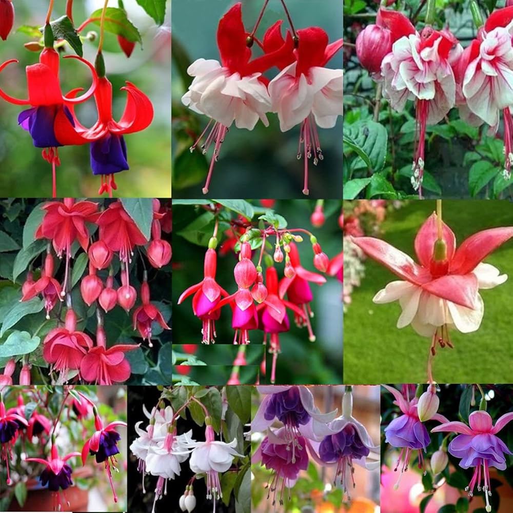Mixed Double Petal Fuchsia Flower Seeds blooming in flower beds, containers, borders, and pollinator-friendly gardens