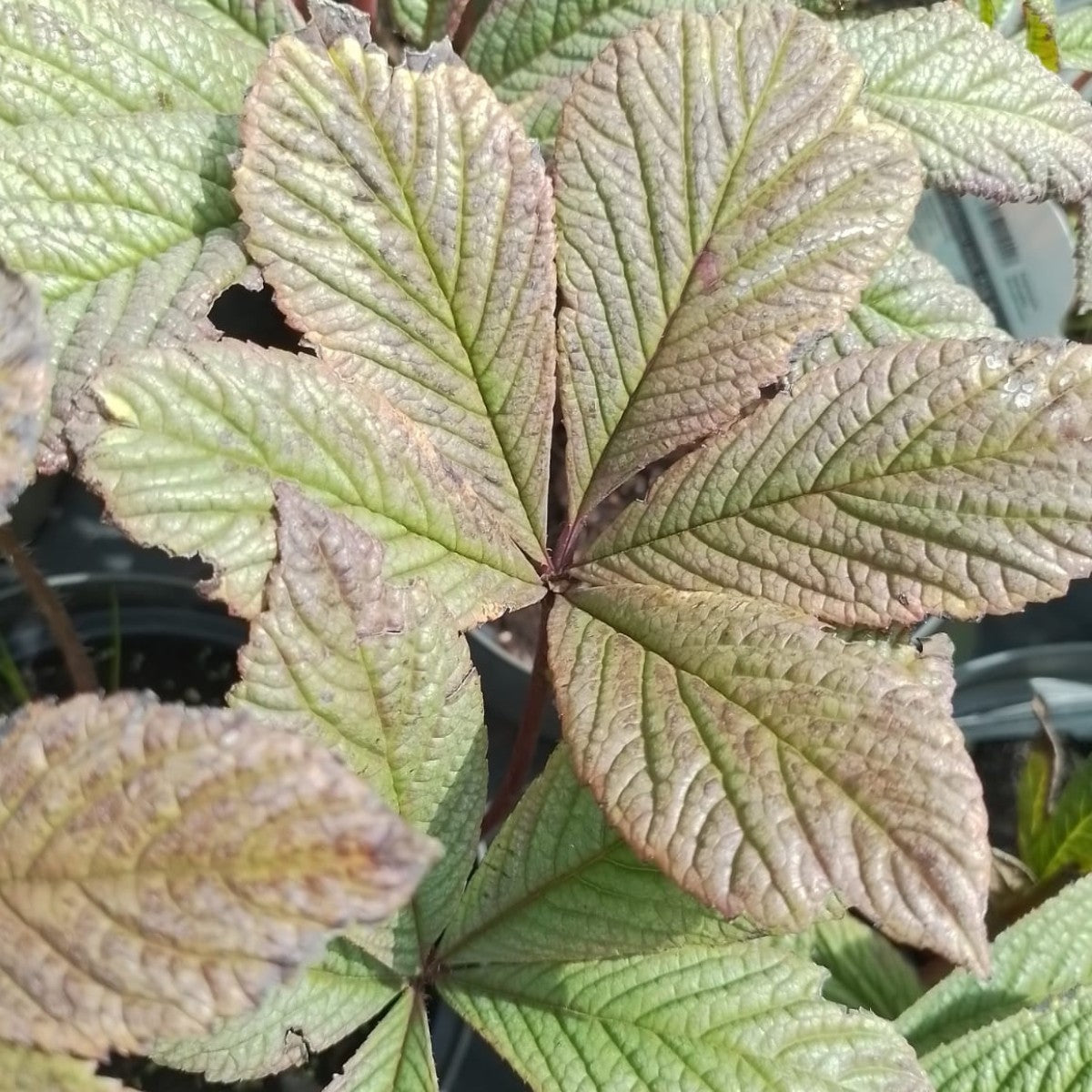 Brown Rodgersia Henrici Flower seeds for Planting - Premium Quality, Heirloom & GMO Free Seeds for Home Garden