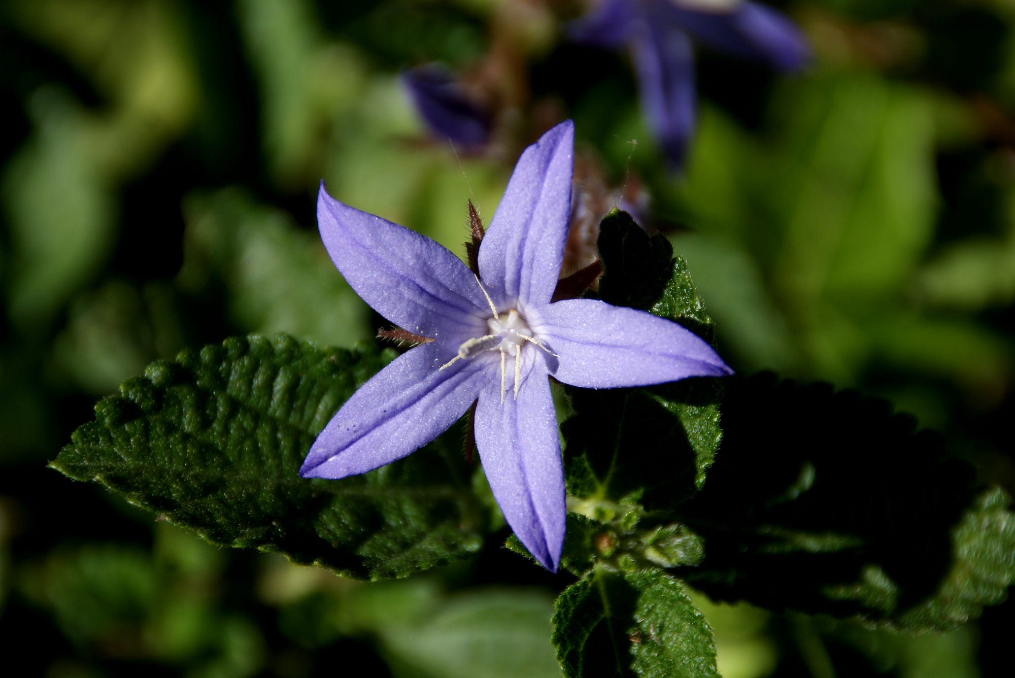 Mandrake Flower seeds for Planting - Drought Tolerant, Heirloom & GMO Free Seeds for Home Garden