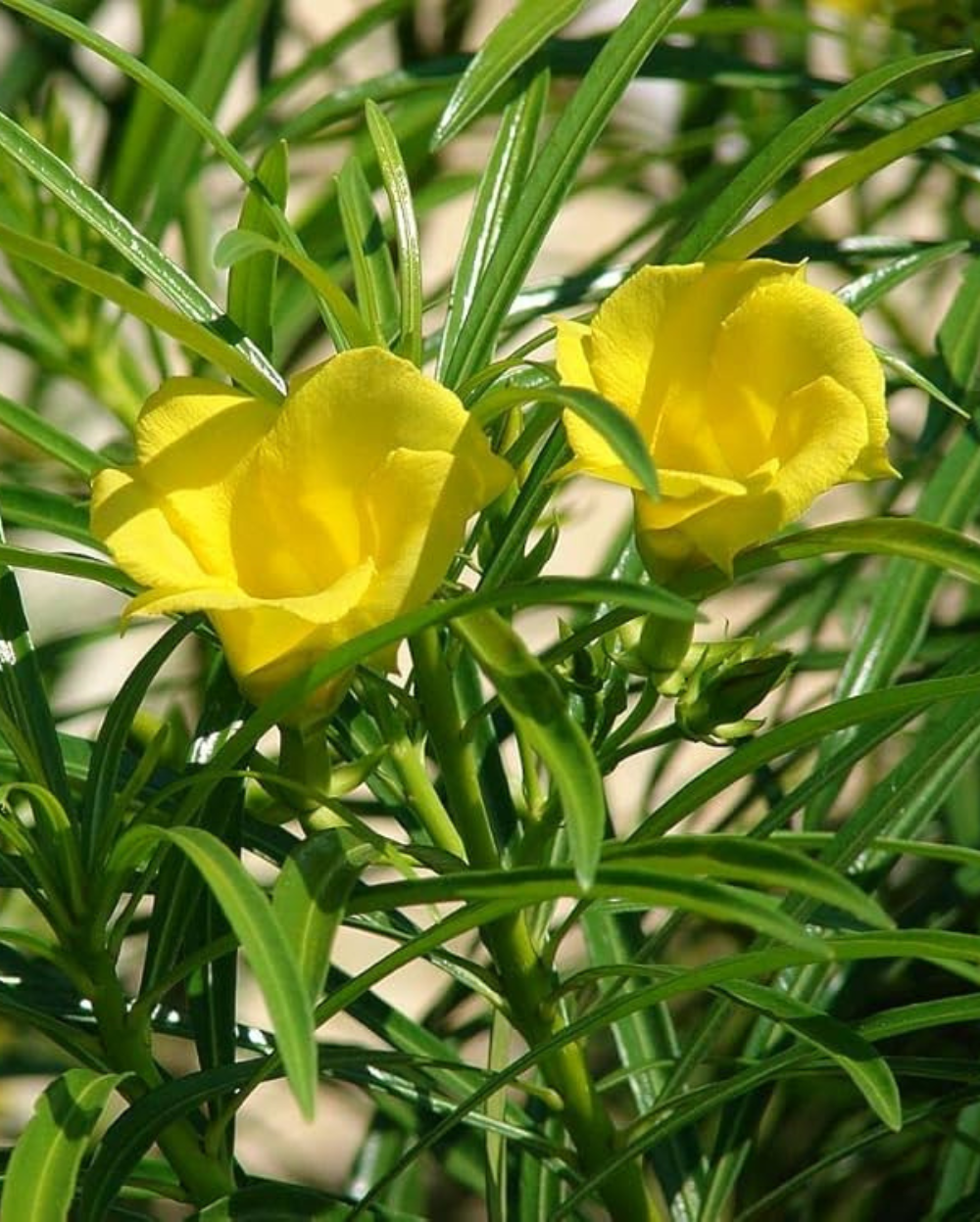 Tarragon Flower seeds for Planting - Cottage Garden Essential, Heirloom & GMO Free Seeds for Home Garden