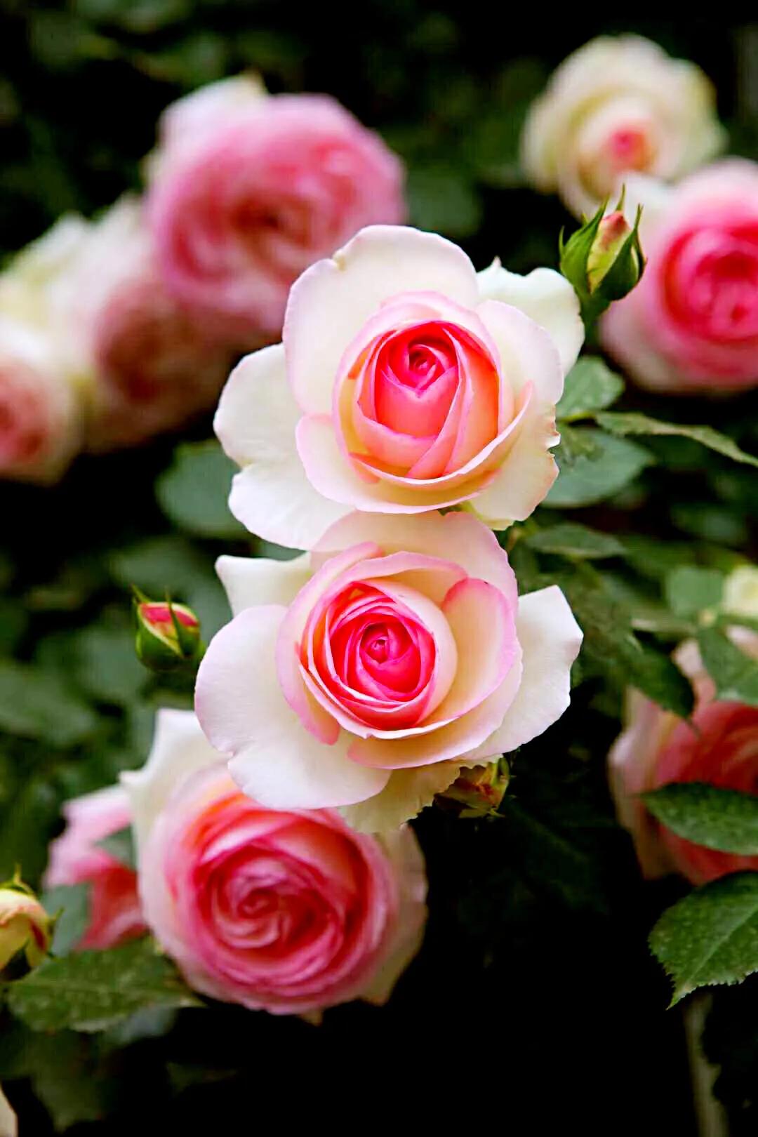 Pink Lonza Gemstone Flower Seeds for Planting – Heirloom, Non-GMO, Sun-Loving Garden Seeds