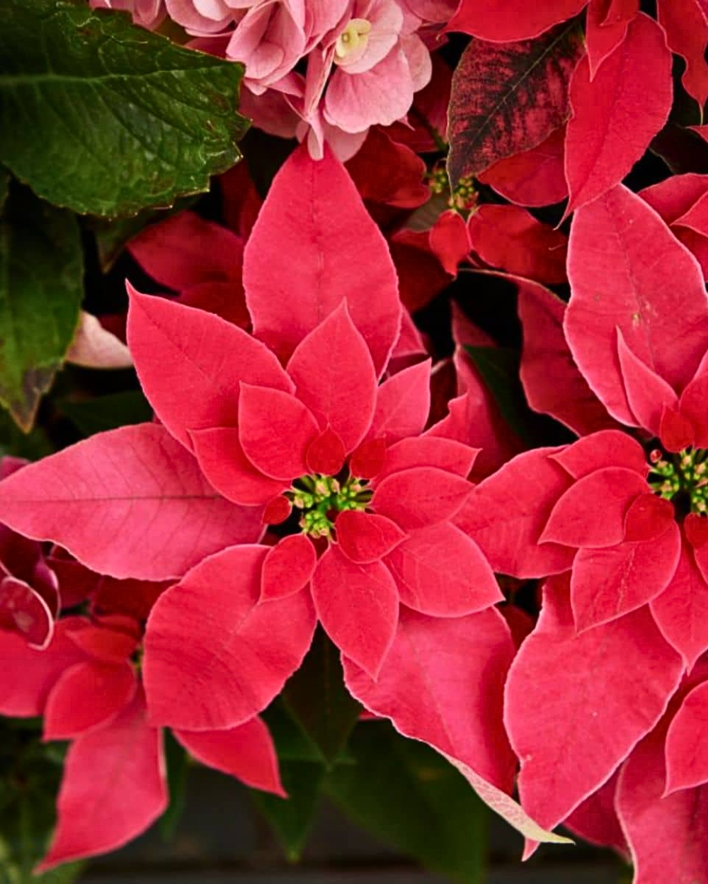 Light Pink Euphorbia Pulcherrima Flower seeds for Planting - Pollinator Friendly, Heirloom & GMO Free Seeds for Home Gar