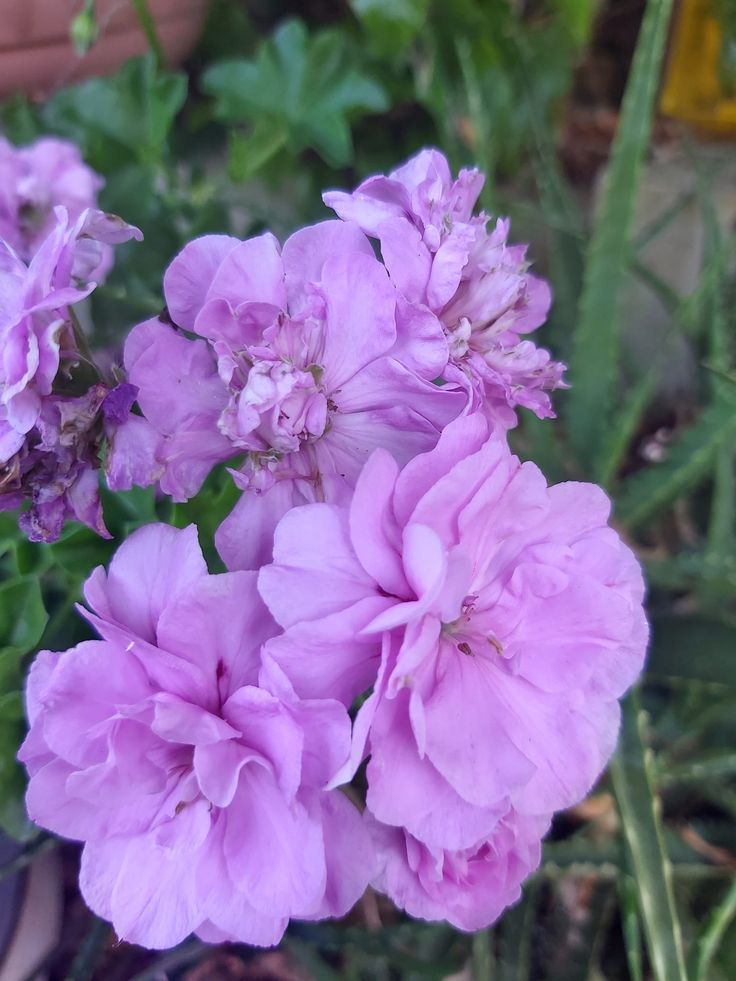 Light Violet Red Geranium Flower Seeds for Planting Easy to Grow Heirloom & GMO Free Seeds for Home Garden
 
 Sale