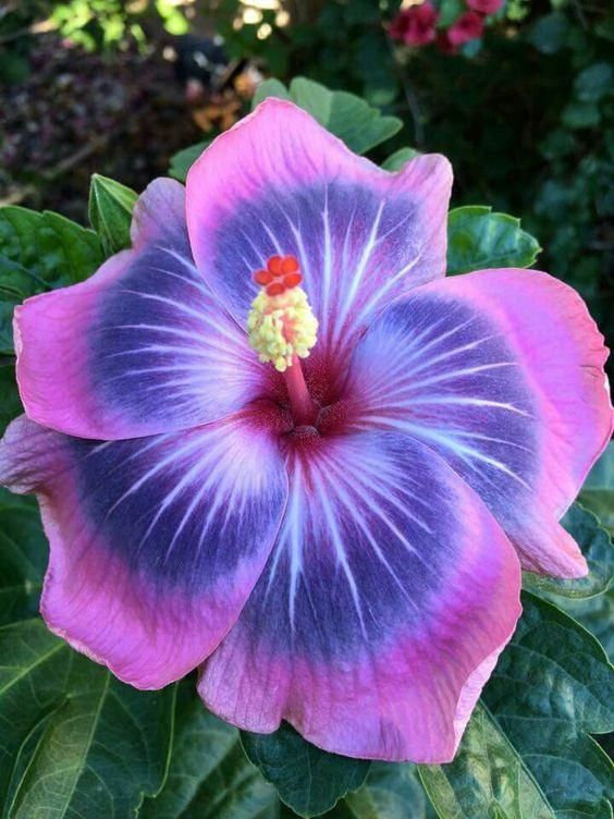 Pink Blue Hibiscus Flower seeds for Planting - Hardy Variety, Heirloom & GMO Free Seeds for Home Garden