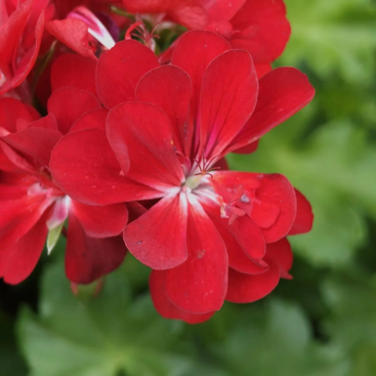 Deep Red Geranium Flower seeds for Planting - Shade Tolerant, Heirloom & GMO Free Seeds for Home Garden