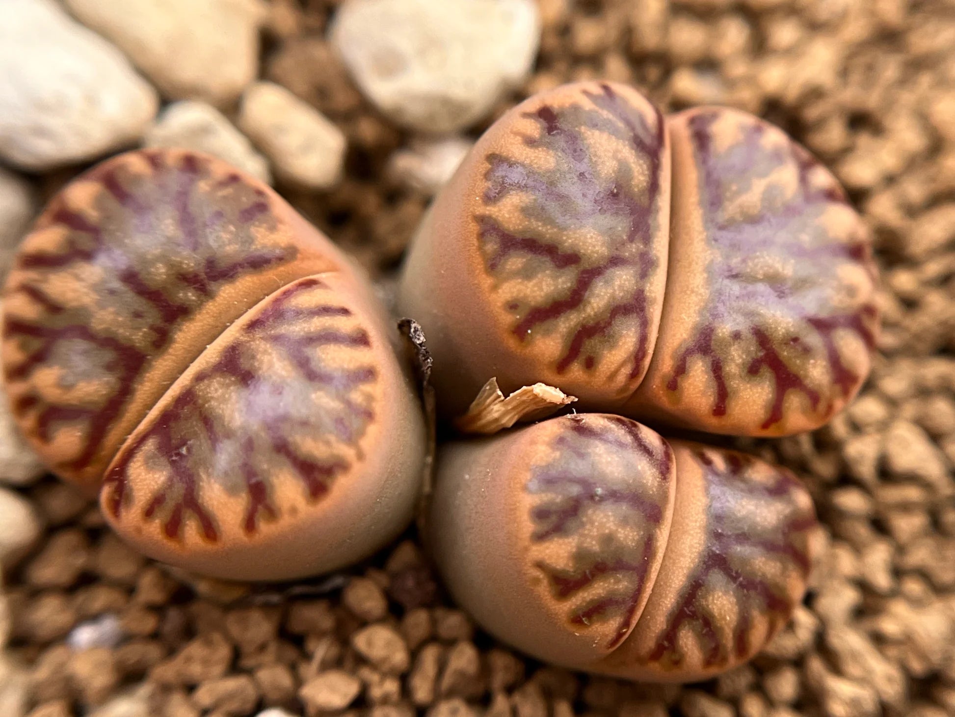 Red Raw Stone Planting Seeds