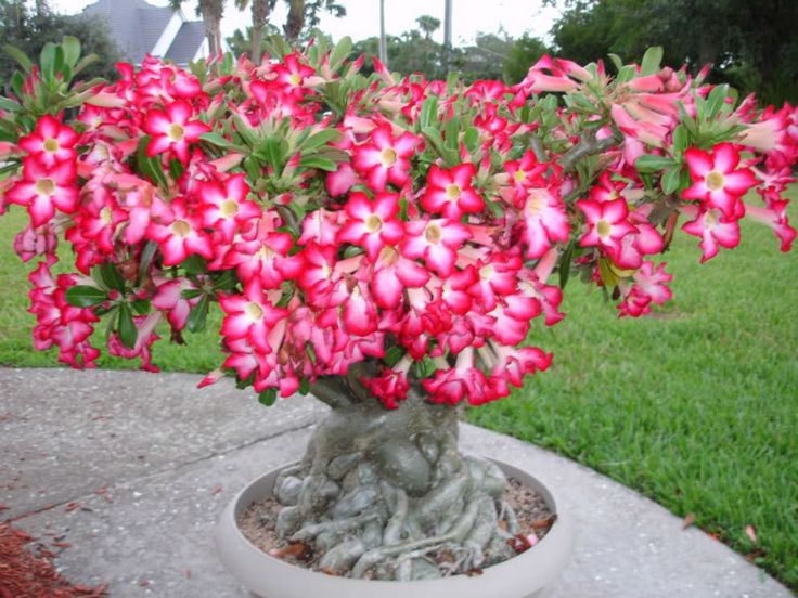 Adenium Obesum Flower seeds for Planting Compact Growth Heirloom & GMO Free Seeds for Home Garden